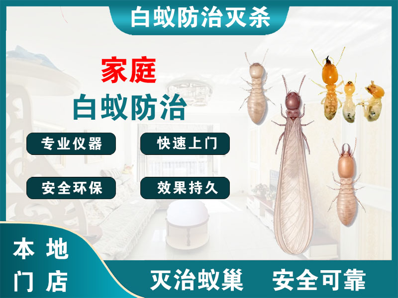 吴兴区家庭白蚁防治