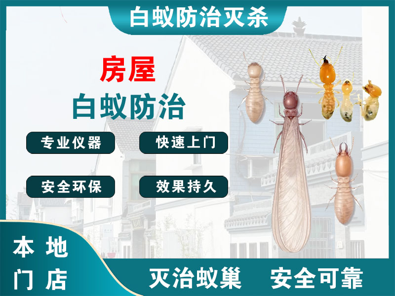 吴兴区房屋白蚁防治
